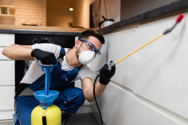 Best Flea Control Services  in Northwood, OH
