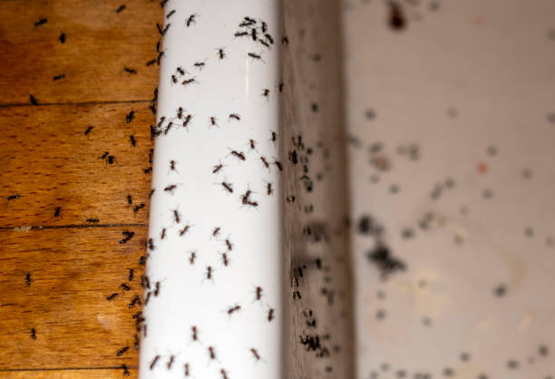 Pest Control Cost in Northwood, OH